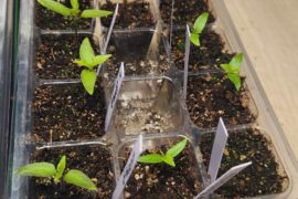 Leggy Ghost and Fatalii peppers???