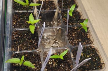 Leggy Ghost and Fatalii peppers???