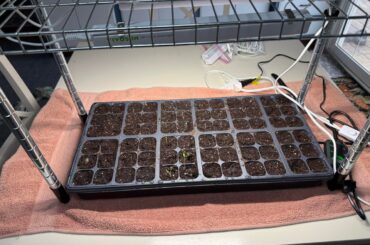 First time growing from seed