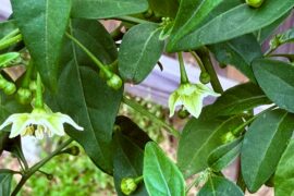 Capsicum Flexuosum