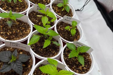 Overwatered - are they going to die instantly?