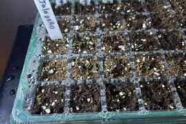 Should I remove the humidity dome?