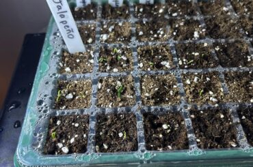 Should I remove the humidity dome?