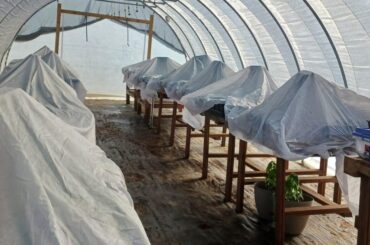 PSA: if you're itching to get your chinense outside, here's some real data on what a near-freeze night actually does to your plants