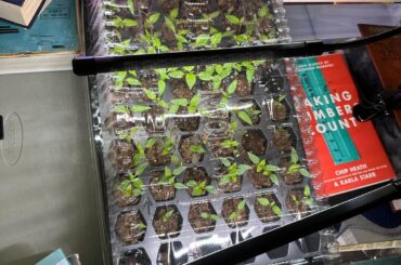 I think I screwed up, help! Pepper lives are on the line