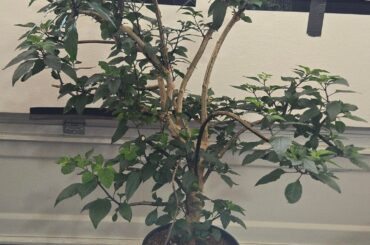 Coco is the only way