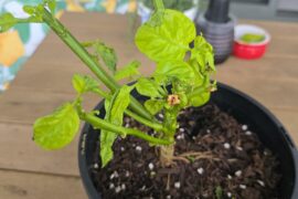Had an aphid problem so I cut my chilli plant right back. I also trimmed some roots and repotted it into a smaller pot. It looks pretty stressed now. Can chilli plants recover from this, and what should I do next?