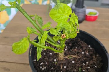 Had an aphid problem so I cut my chilli plant right back. I also trimmed some roots and repotted it into a smaller pot. It looks pretty stressed now. Can chilli plants recover from this, and what should I do next?