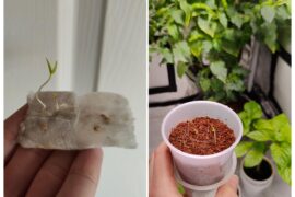 I just planted these habanero seeds i forgot on a wet paper towel. They should survive