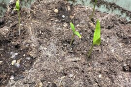 Dropped seeds in my pot from last year