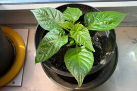 Is it time for bigger containers and fertilizer?