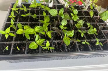 Advice for Next Steps with Superhots