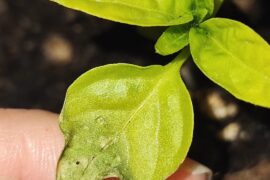 What is wrong with my seedlings?