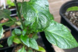 Help with peppers