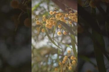 [TRAILER] - EP5 - Cocinando la Baja - Salvia Blanca