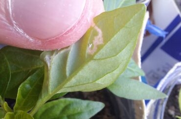 What are these cheeky little suckers?