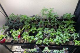 Pepper Update! Plants are around 2 months old now.