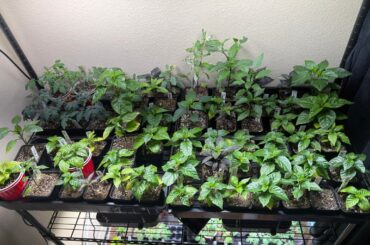 Pepper Update! Plants are around 2 months old now.