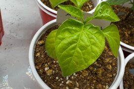 Nutrient burn? Brown spots, yellow spots, curling, and drooping.