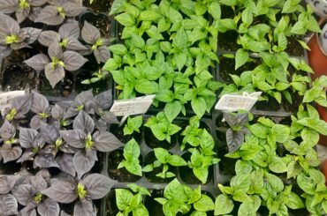 Superhot Seedlings 2026