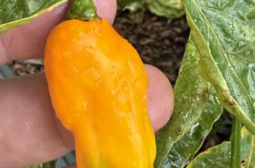 Habanero?