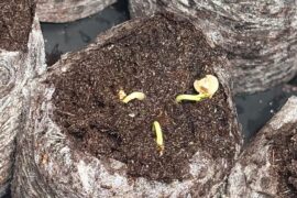 first time growing from seed (progress)