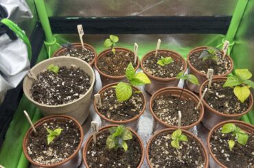 Progress way to slow und not looking good. Need help!