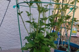 Sugar Rush Peach going into year 3