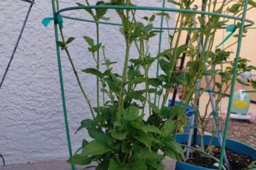 Sugar Rush Peach going into year 3