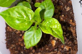 Fungus gnats? Thrips? Splash back?