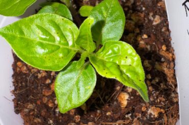 Fungus gnats? Thrips? Splash back?