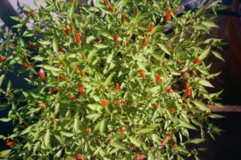 free Siling Labuyo f2 seed packets to your door