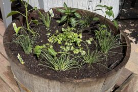 First time growing peppers. What do you think?