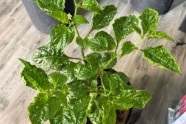 How are these looking?