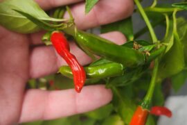 Does anyone know what kind of peppers these are?