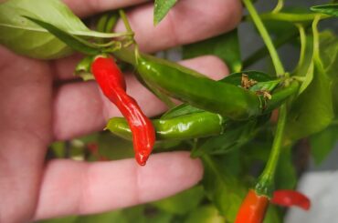 Does anyone know what kind of peppers these are?