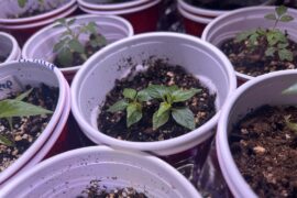 Double plants in 7 gallon grow bags??