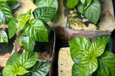 Jamaican Hockey Puck