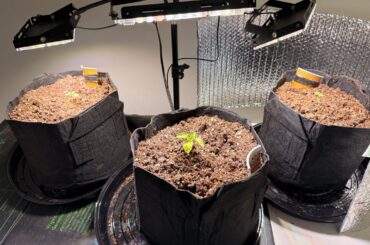 Different growth rates.