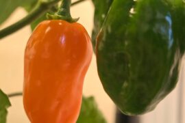 Update to not cayenne ID