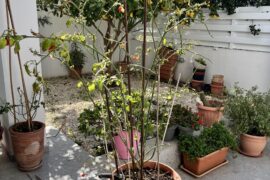 Pruning and general suggestions