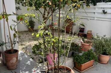 Pruning and general suggestions