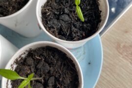 is this mold or just dry soil?