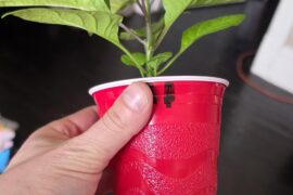 Is it time to repot?