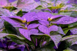 Naga Black Twister leaving up to its name