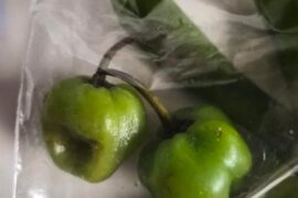 Any idea what these are?