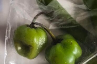 Any idea what these are?