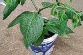 Whats wrong with my Rocoto plant?