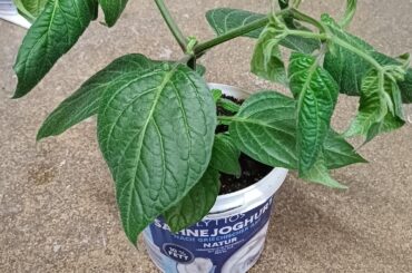 Whats wrong with my Rocoto plant?