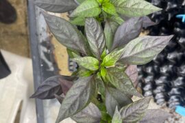 Another new home day